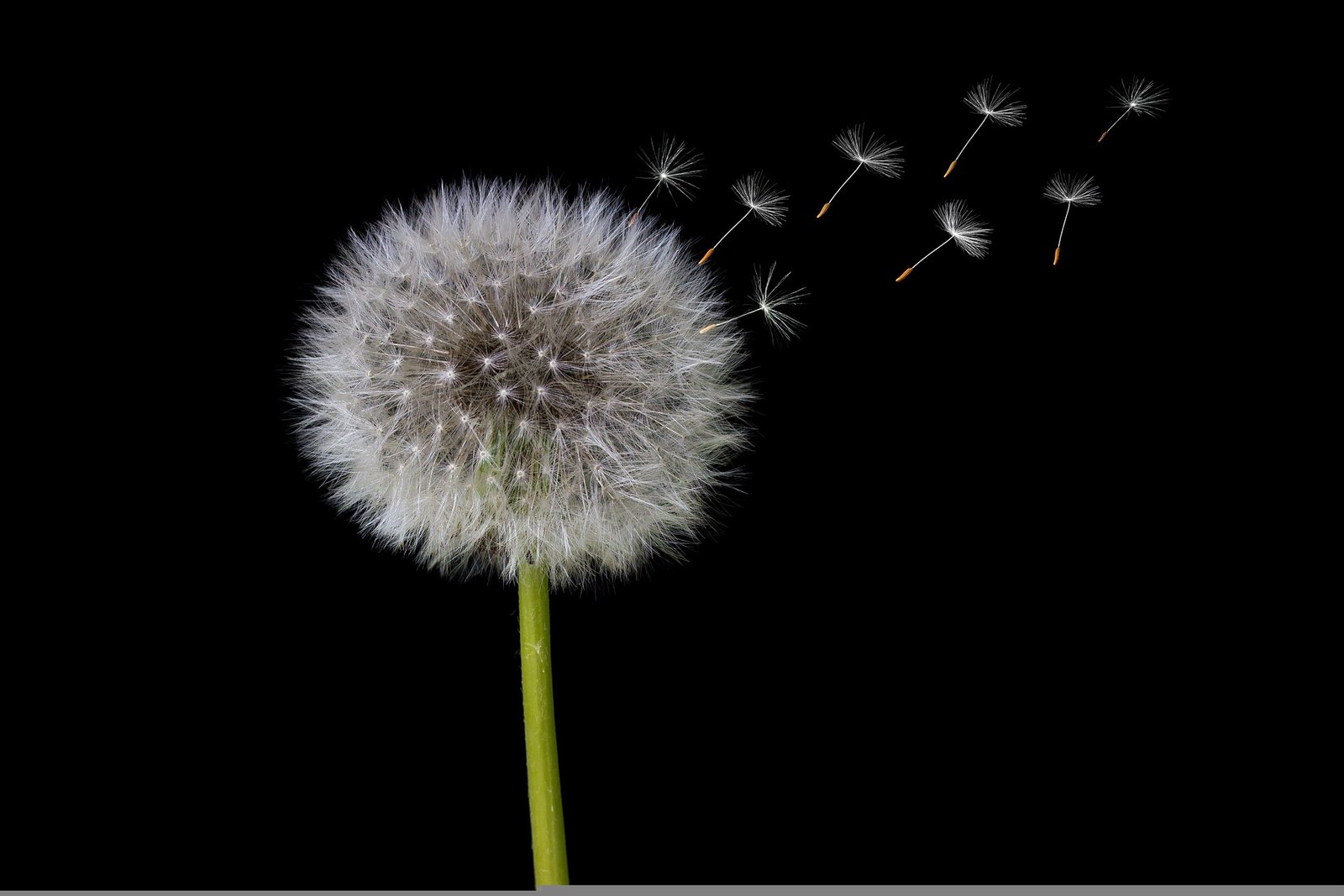 Dandelion 2266558
