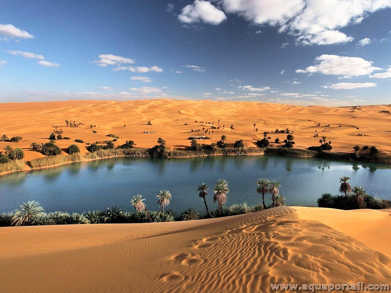 Oasis sahara