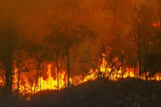 Le mégafeu en Gironde a ravagé à lui seul environ 42 000 des 100 000 hectares en proie aux flammes dans toute la France