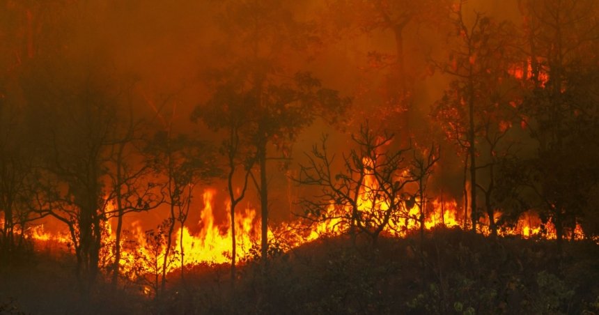 Le mégafeu en Gironde a ravagé à lui seul environ 42 000 des 100 000 hectares en proie aux flammes dans toute la France